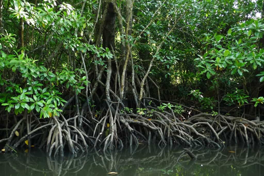 Firefly watching, magnificent spectacle of Puerto Princesa