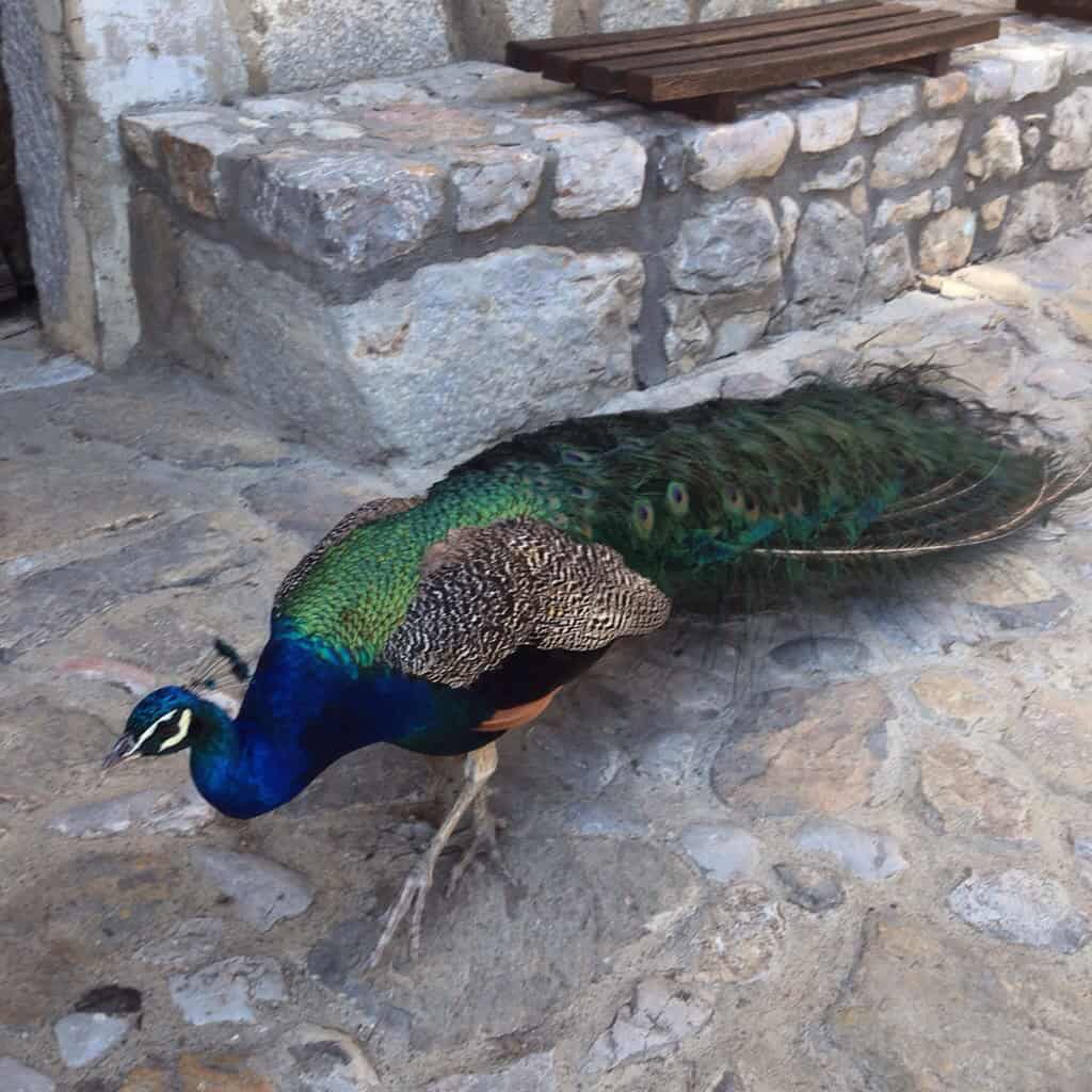 Monastery of St. Naum and Ohrid