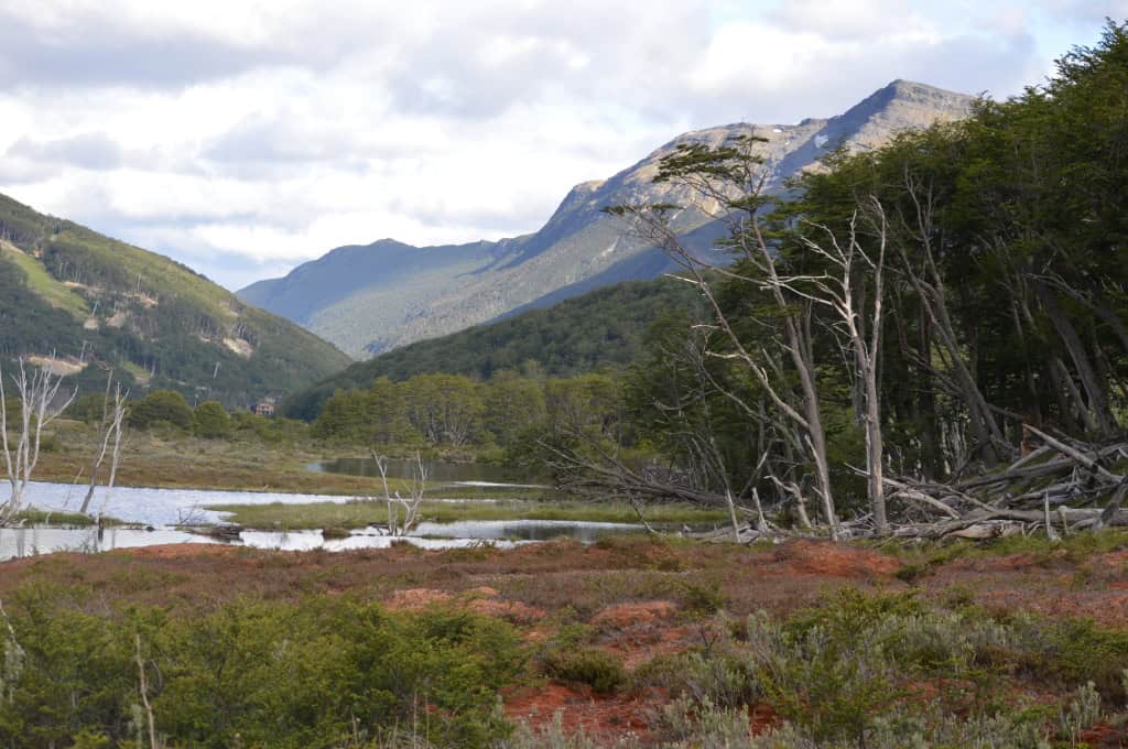 Looking for beavers, Patagonia