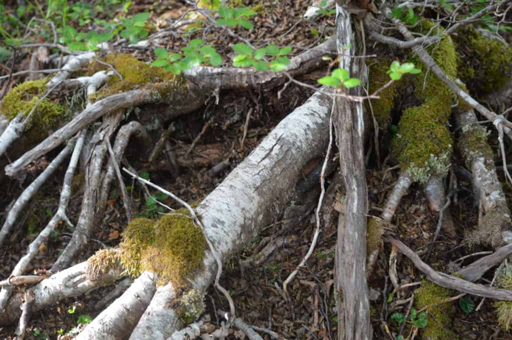 Looking for beavers, Patagonia