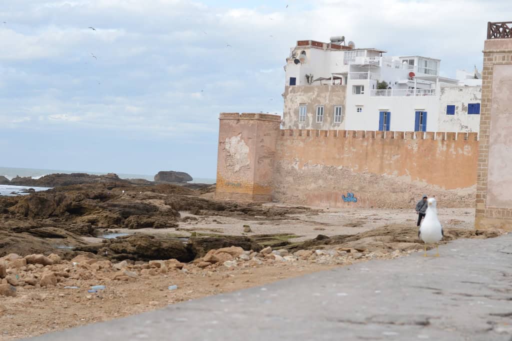 Essaouira and the incredible climbing goats