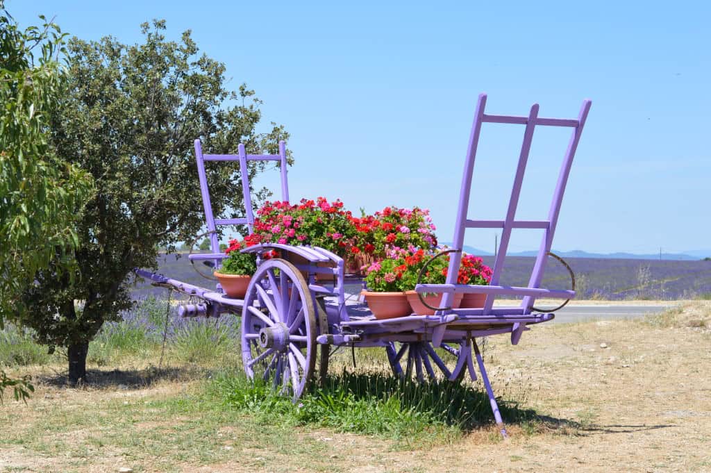 Blooming lavander, Provence