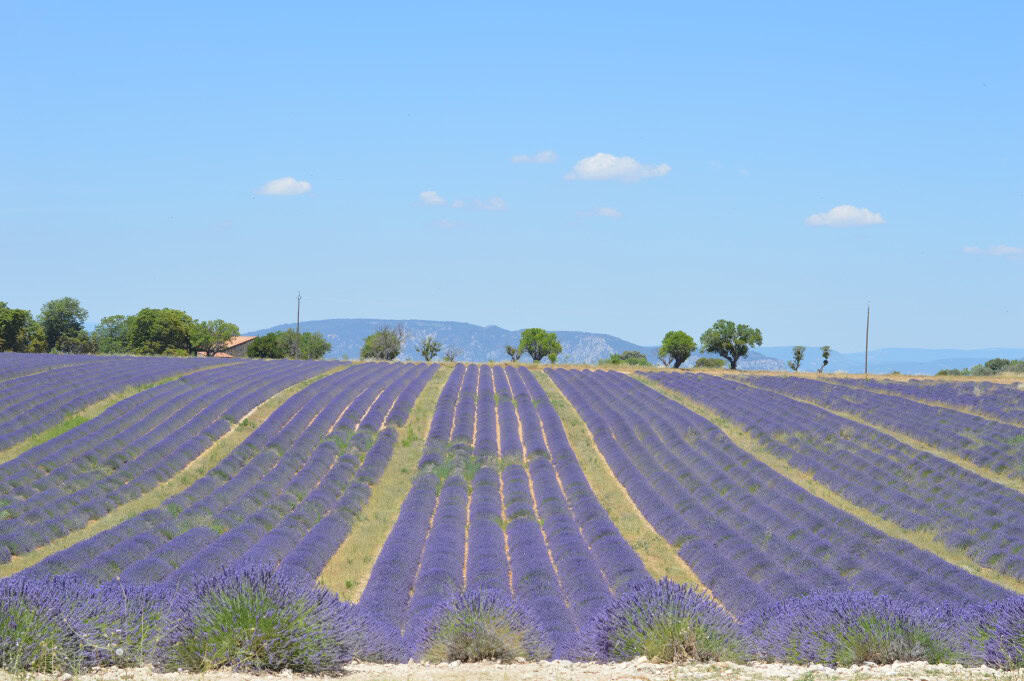 Blooming lavander, Provence
