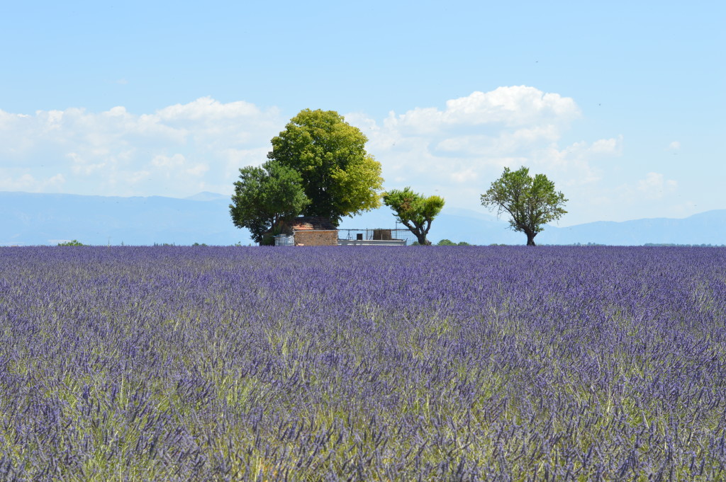 Blooming lavander, Provence
