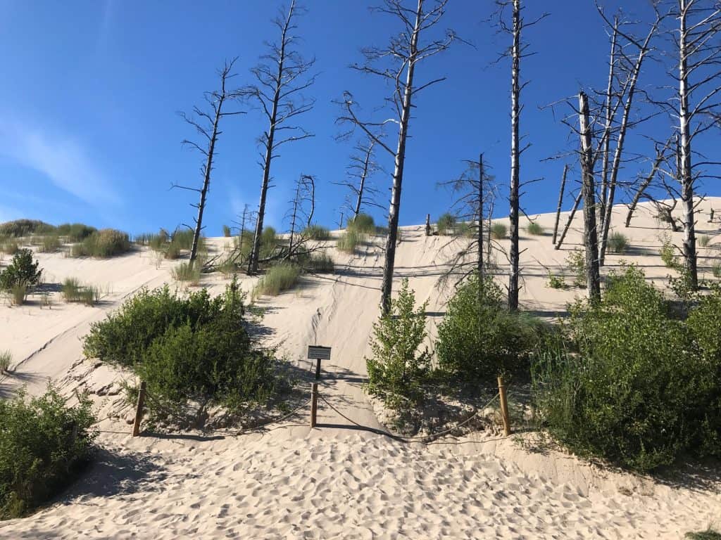 Exploring Slowinski Park and Strange Crooked Forest