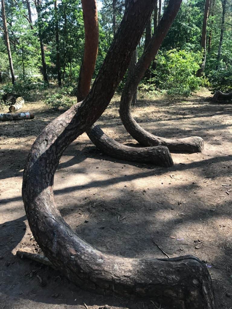 Exploring Slowinski Park and Strange Crooked Forest