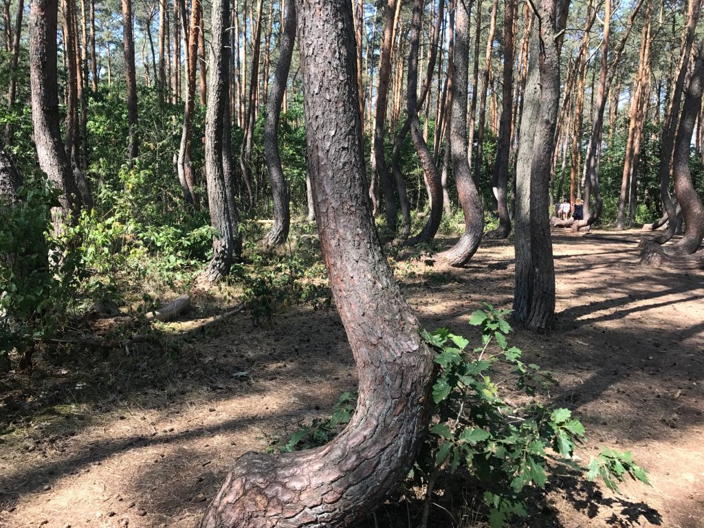 Exploring Slowinski Park and Strange Crooked Forest