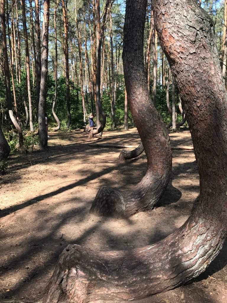 Exploring Slowinski Park and Strange Crooked Forest