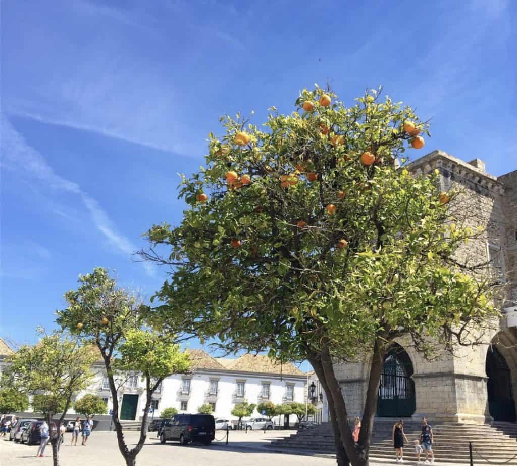 Portugal Unveiled: A Special Road Trip from Nazaré to Coimbra